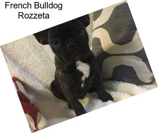 French Bulldog Rozzeta