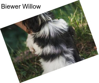 Biewer Willow