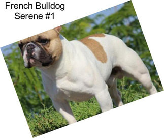 French Bulldog Serene #1