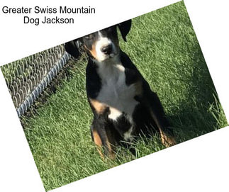Greater Swiss Mountain Dog Jackson