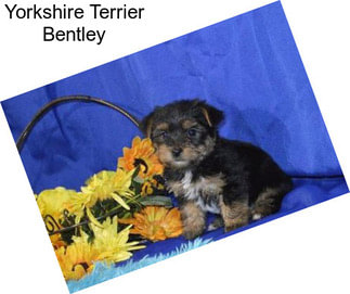 Yorkshire Terrier Bentley