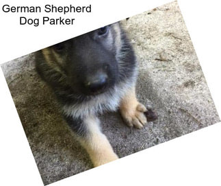 German Shepherd Dog Parker