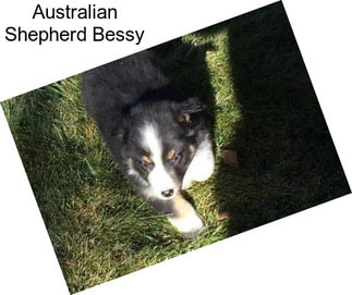 Australian Shepherd Bessy