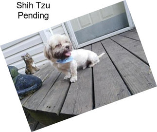 Shih Tzu Pending