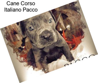 Cane Corso Italiano Pacco