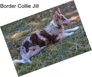 Border Collie Jill