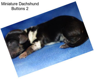 Miniature Dachshund Buttons 2