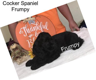 Cocker Spaniel Frumpy