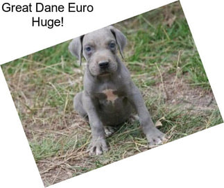 Great Dane Euro Huge!