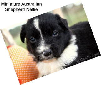 Miniature Australian Shepherd Nellie