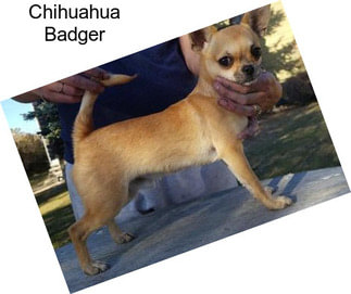 Chihuahua Badger