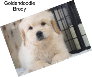 Goldendoodle Brody