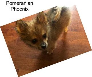 Pomeranian Phoenix