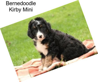 Bernedoodle Kirby Mini