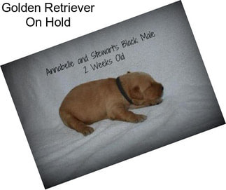 Golden Retriever On Hold