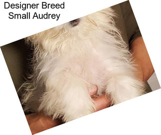 Designer Breed Small Audrey