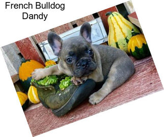 French Bulldog Dandy