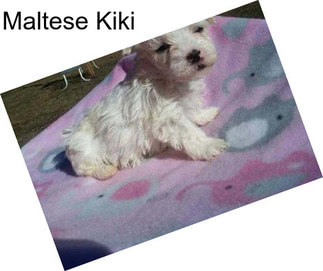 Maltese Kiki