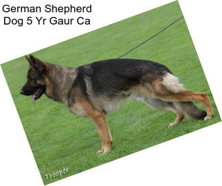 German Shepherd Dog 5 Yr Gaur Ca