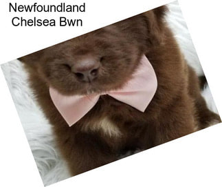 Newfoundland Chelsea Bwn