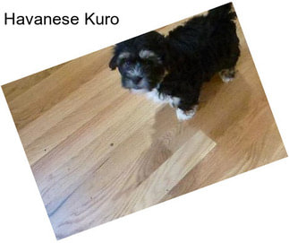 Havanese Kuro