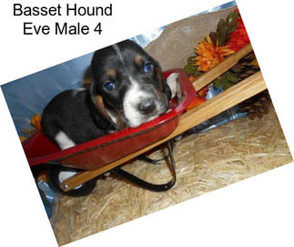 Basset Hound Eve Male 4