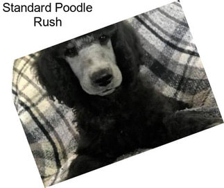Standard Poodle Rush