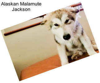 Alaskan Malamute Jackson