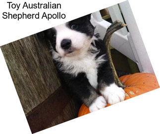 Toy Australian Shepherd Apollo