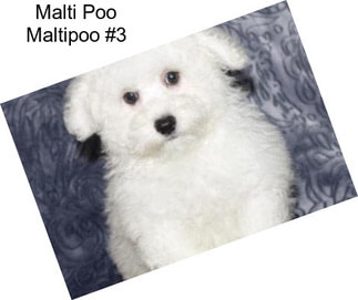 Malti Poo Maltipoo #3