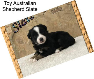 Toy Australian Shepherd Slate