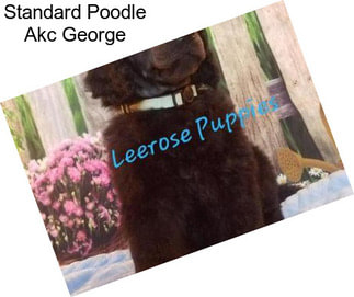 Standard Poodle Akc George