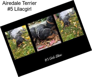 Airedale Terrier #5 Lilacgirl