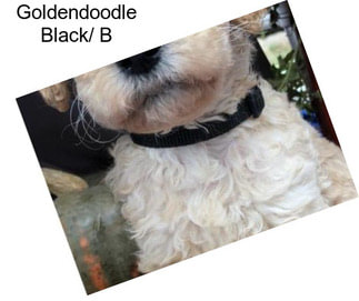 Goldendoodle Black/ B