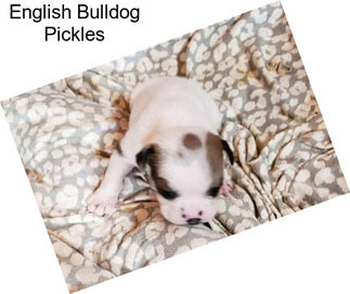 English Bulldog Pickles