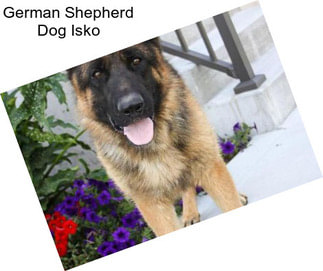 German Shepherd Dog Isko