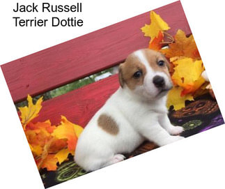 Jack Russell Terrier Dottie