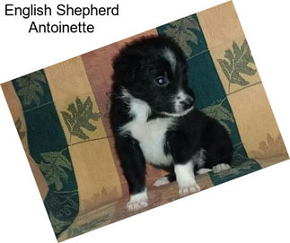 English Shepherd Antoinette