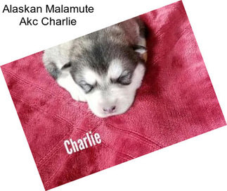 Alaskan Malamute Akc Charlie