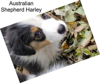 Australian Shepherd Harley