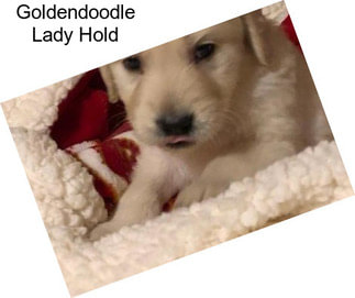 Goldendoodle Lady Hold