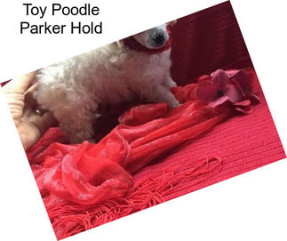 Toy Poodle Parker Hold