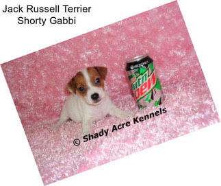 Jack Russell Terrier Shorty Gabbi