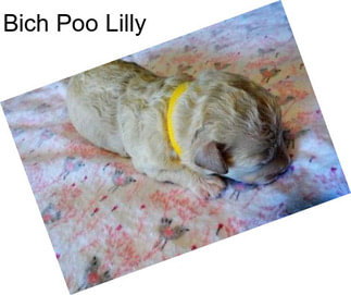 Bich Poo Lilly