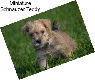 Miniature Schnauzer Teddy
