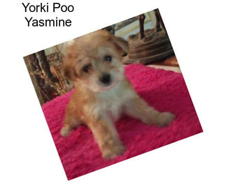 Yorki Poo Yasmine