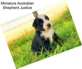 Miniature Australian Shepherd Justice