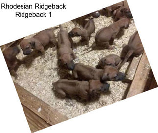 Rhodesian Ridgeback Ridgeback 1