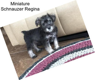 Miniature Schnauzer Regina