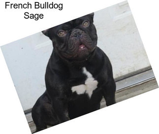 French Bulldog Sage
